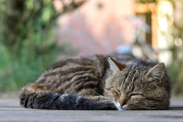 Naklejka na ściany i meble cat sleeping in the garden