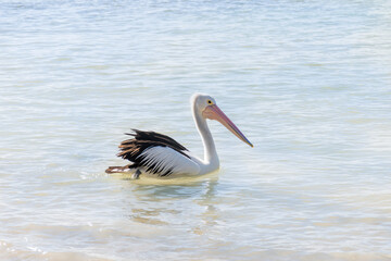 The Australian pelican, Pelecanus conspicillatus is a large waterbird in the family Pelecanidae, widespread on the inland and coastal waters of Australia, New Guinea, Fiji and parts of Indonesia.