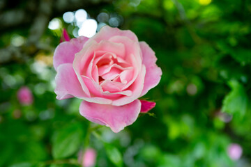 Macro image of a beautiful pink rose in a garden