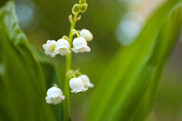 Beautiful lily of the valley in spring garden, closeup