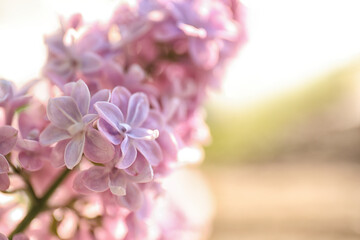 Closeup view of beautiful blooming lilac shrub outdoors on sunny day