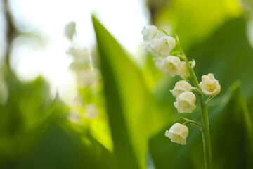 Beautiful lily of the valley in spring garden, closeup