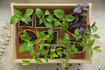 Wooden crate with young seedlings on floor, top view