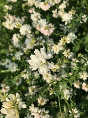Close of a pretty white wild flower