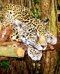 Jaguar in Belize jungle