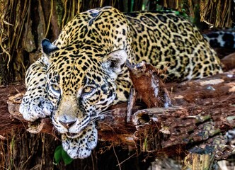 Jaguar in Belize jungle