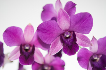 Fototapeta na wymiar Violet dendrobium phalaenopsis orchid blooming