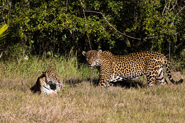Jaguar couple