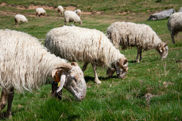 Ovejas pastando pirineo francia 