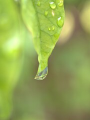 Closeup green leaf of plant with water drops and soft focus ,detail macro image, bright and blurred for background, sweet color, nature leaves for card design
