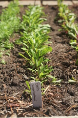 BEETS PLANTS IN A GARDEN 