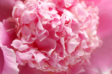 Closeup view of beautiful pink peony flower
