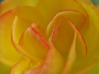 Closeup yellow petals of begonia flower, blurred photo with soft focus ,macro image for background, sweet color for card design
