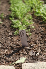 CARROTS PLANTS IN THE GARDEN 