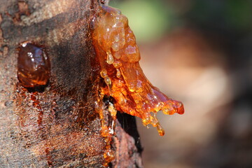 Close-up of gum exuding from Acacia tree trunk due to stress, South Australia