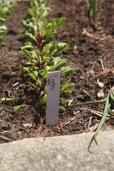 BEETS PLANTS IN A GARDEN 