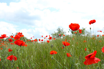 Beautiful red poppy flowers growing in field