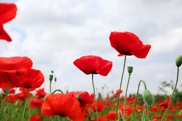 Beautiful red poppy flowers growing in field, closeup