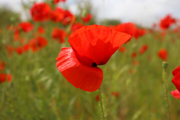 Beautiful red poppy flower growing in field, closeup