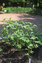 vegetable beds in the garden