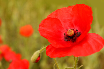 Beautiful red poppy flower growing in field, closeup