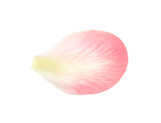 Beautiful pink peony petal isolated on white