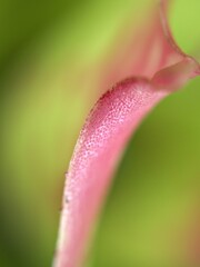 Fototapeta premium Closeup pink leaf with soft focus ,macro image, bright and green blurred for background, sweet color, nature leaves for card design