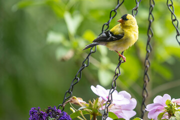 American Goldfinch 