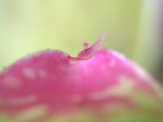Closeup pink leaf with soft focus ,macro image, bright and green blurred for background, sweet color, nature leaves for card design