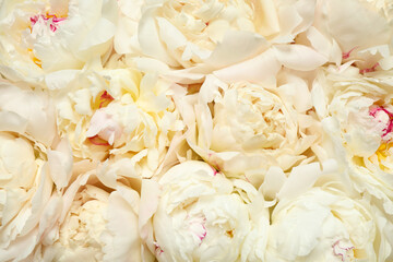 Beautiful white fresh peonies as background, closeup