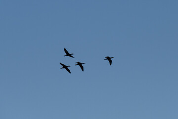 a flock of black cormorant sea birds against a clear blue sky