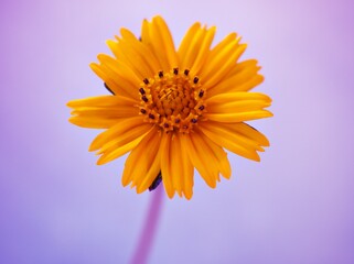 Closeup yellow daisy (Sphagneticola trilobata) flower with purple bright  background, macro image, vintage style, sweet colorfor card design