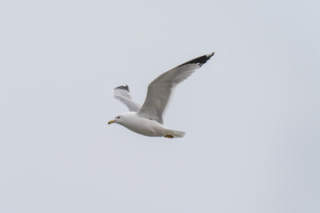 a seagull in flight past the camera with wings upon a flat grey sky