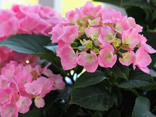 Pink Hydrangea Blossoms in outdoor Planter with White Railing in the Background