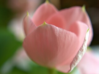 Closeup pink petals periwinkle madagascar flower with blurred background ,macro image ,soft fcous ,sweet color for card design