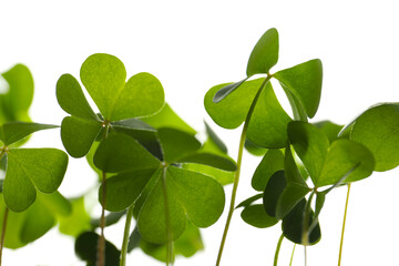 Fototapeta na wymiar Clover leaves on white background, closeup. St. Patrick's Day symbol