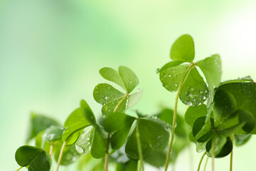 Clover leaves with water drops on blurred background, closeup. St. Patrick's Day symbol