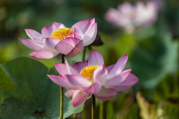 Lotus blossoming in the natural pool. The lotus flower is regarded as the queen of flowering plants that grow in water.