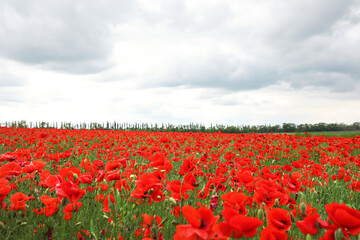 Beautiful red poppy flowers growing in field