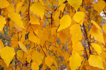 A collection of yellow autumn leaves on branches