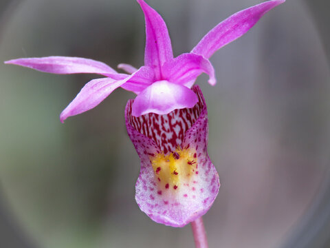 Orchid