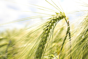 Closeup view of agricultural field with ripening cereal crop