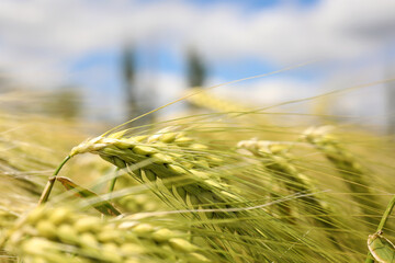 Closeup view of agricultural field with ripening cereal crop