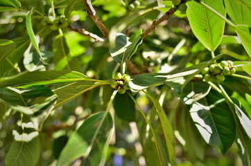 As folhas  e frutos da Ilex paraguariensis no campo