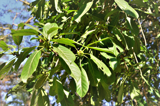 A folhagem da árvore de Ilex paraguariensis no parque