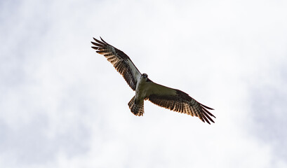 Osprey flying in the sky.   Vancouver BC Canada
