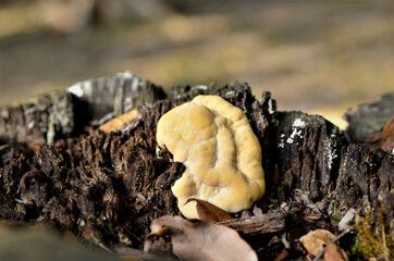 Hydnotrya  crescendo no tronco no parque da cidade