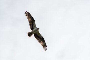 Osprey flying in the sky.   Vancouver BC Canada
