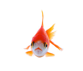 Beautiful bright small goldfish isolated on white