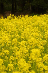 菜の花